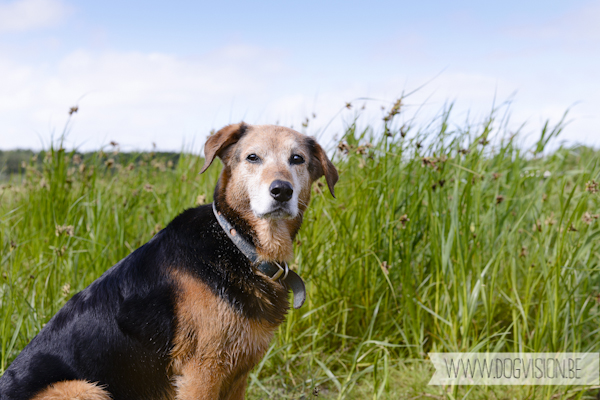 Vanlife | www.DOGvision.be | dog photography