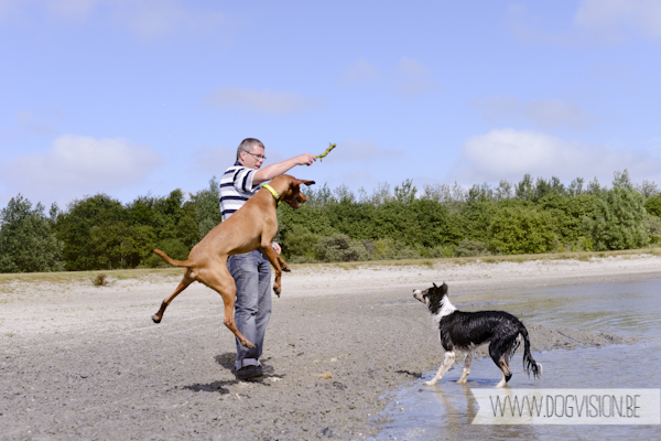 Vanlife | www.DOGvision.be | dog photography