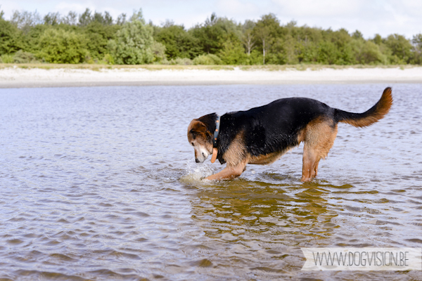 Vanlife | www.DOGvision.be | dog photography