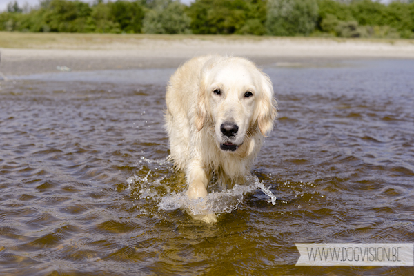 Vanlife | www.DOGvision.be | dog photography