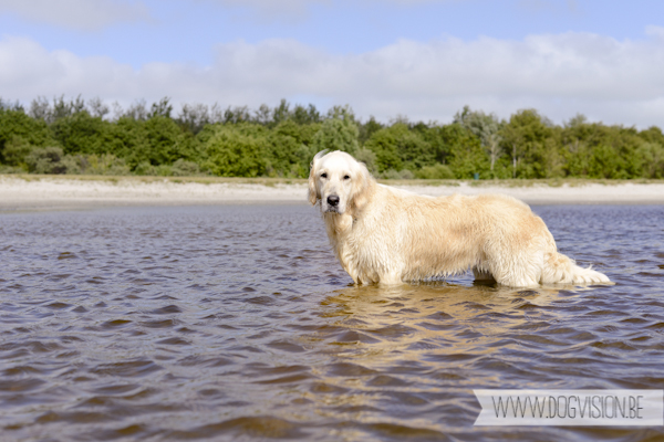 Vanlife | www.DOGvision.be | dog photography