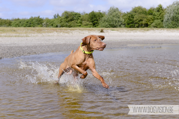 Vanlife | www.DOGvision.be | dog photography