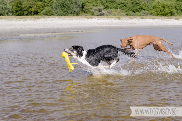 Vanlife | www.DOGvision.be | dog photography