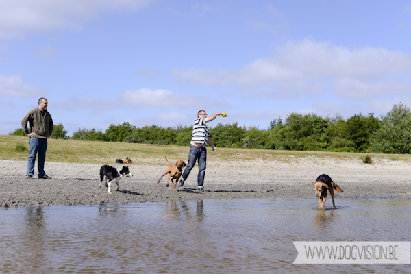 Vanlife | www.DOGvision.be | dog photography