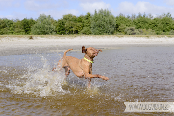 Vanlife | www.DOGvision.be | dog photography