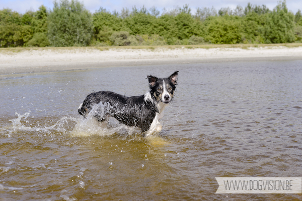 Vanlife | www.DOGvision.be | dog photography