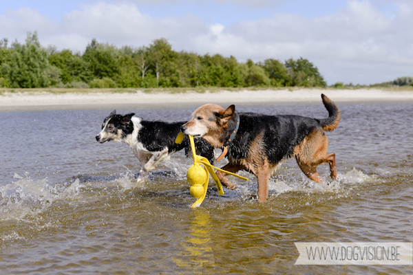 Vanlife | www.DOGvision.be | dog photography