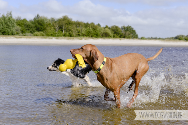 Vanlife | www.DOGvision.be | dog photography