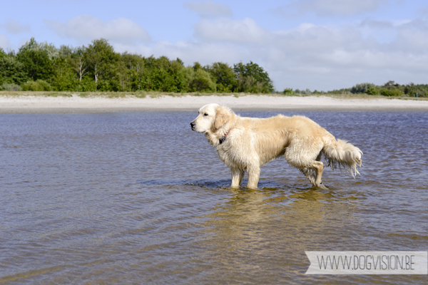 Vanlife | www.DOGvision.be | dog photography