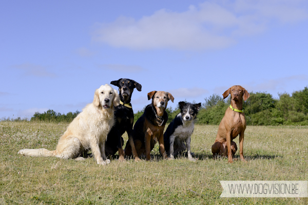 Vanlife | www.DOGvision.be | dog photography