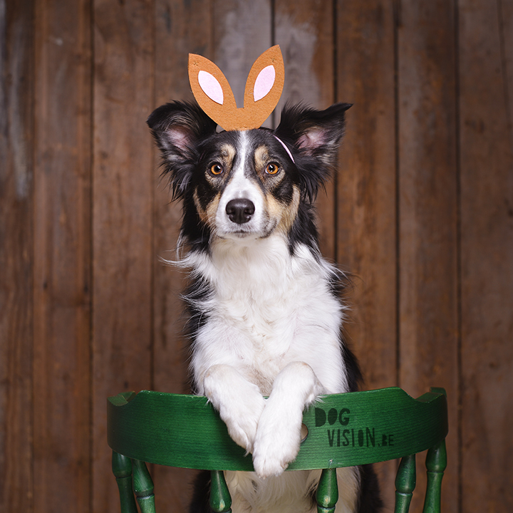 Easter dog Mogwai | Border Collie | www.DOGvision.be