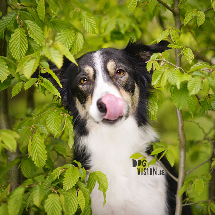 #TongueOutTuesday (17) | www.DOGvision.be | dog photography | Mogwai, Border Collie