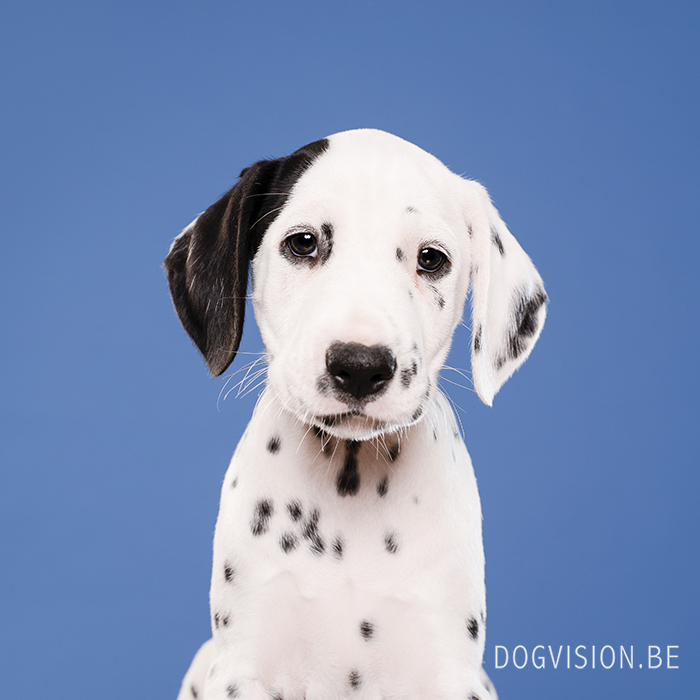 Dalmatian puppies | www.DOGvision.be | dog photography