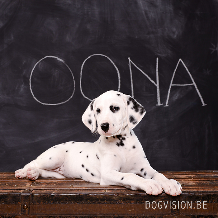 Dalmatian puppies | www.DOGvision.be | dog photography