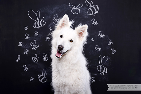 Jixus | www.DOGvision.be | White Shepherd
