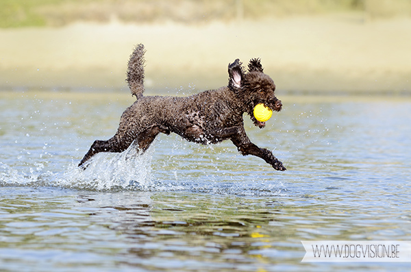 DOGvision | dog photography | Belgium