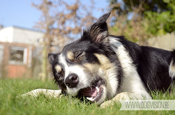 Mogwai-beentje | DOGvision | dog photography