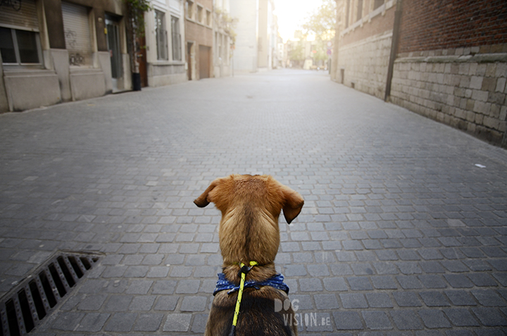 Oona rescue puppy | www.DOGvision.be | dog photography