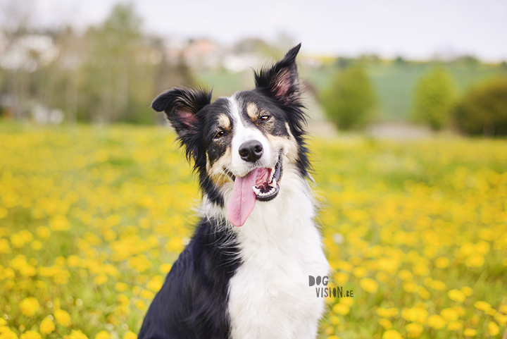 #TongueOutTuesday (18) | www.DOGvision.be | dog photography | Mogwai Border Collie