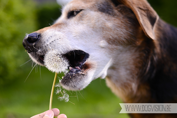 Ziggy | Senior dog | DOGvision.be | dog photography