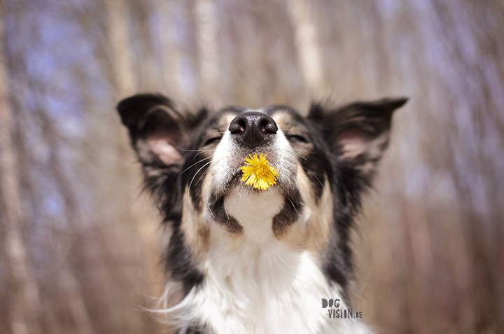 Hi Spring! | DOGvision.be dog photography | Mogwai, Border Collie