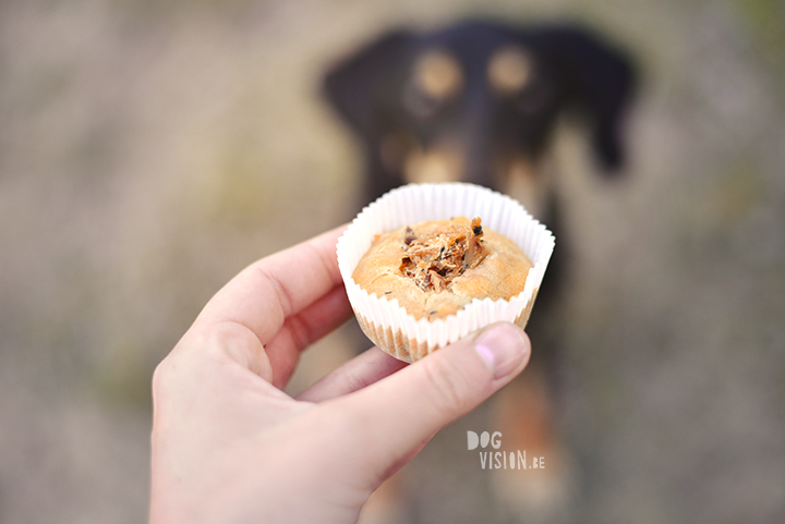 Cupcakes for a birthday dog | Ravasz Transylvanian hound| Blog & dog photography tips on www.DOGvision.be