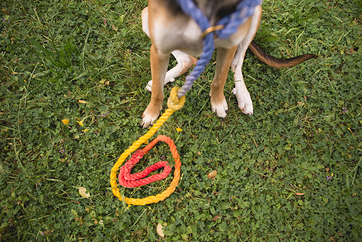 DIY, regenboog hondenleiband, honden DIY, hondenblog, hondenfotografie, www.DOGvision.be