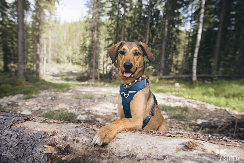 #TongueOutTuesday (23), hondenfotografie blog, honden blog, wandelen in Zweden, Dalarna, www.DOGvision.be