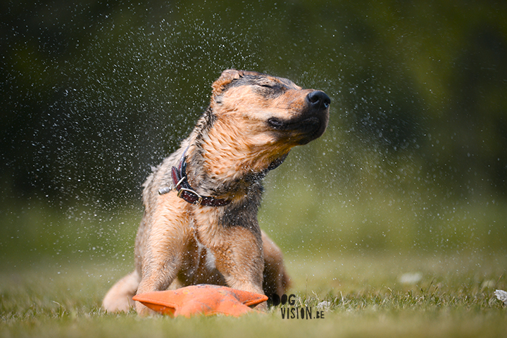 #TongueOutTuesday (28)| dogvision dog stories | dog photography project | blog on www.DOGvision.be