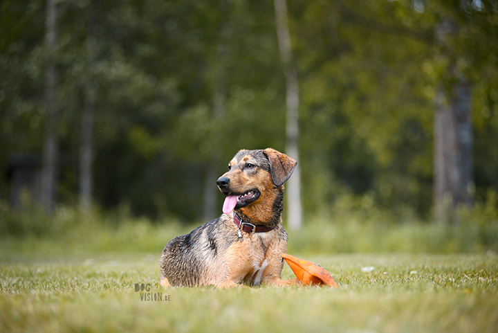 #TongueOutTuesday (28)| dogvision dog stories | dog photography project | blog on www.DOGvision.be