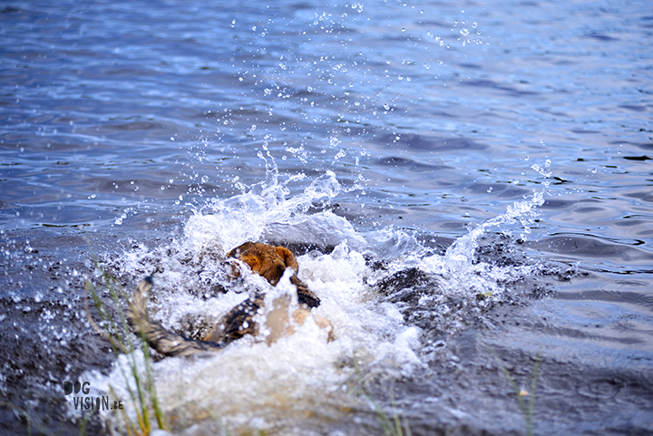 #TongueOutTuesday (28)| dogvision dog stories | dog photography project | blog on www.DOGvision.be