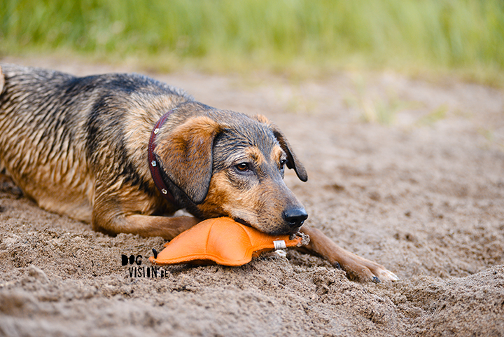 #TongueOutTuesday (28)| dogvision dog stories | dog photography project | blog on www.DOGvision.be