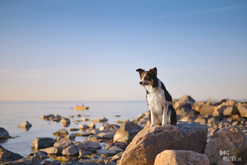 #TongueOutTuesday (24), hondenfotografie, Zweden, avontuur met honden, roadtrip met honden, blog op www.DOGvision.be