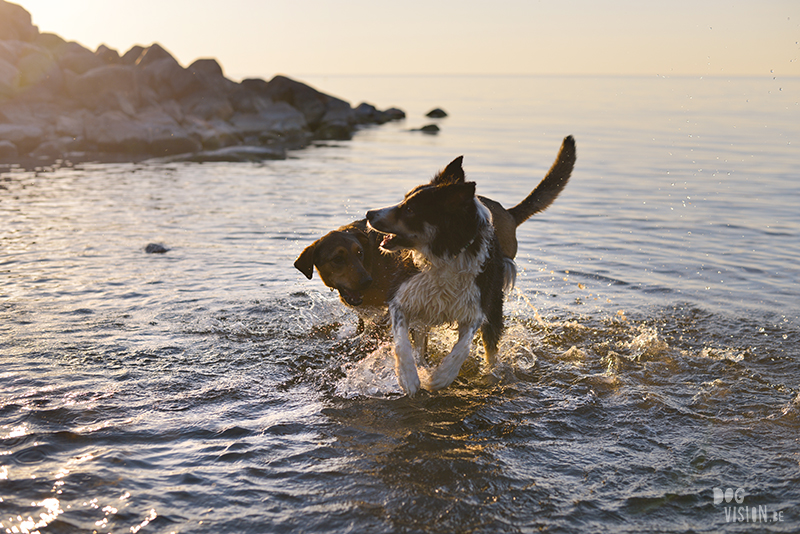 #TongueOutTuesday (24), hondenfotografie, Zweden, avontuur met honden, roadtrip met honden, blog op www.DOGvision.be