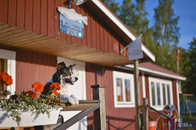 #TongueOutTuesday (24), hondenfotografie, Zweden, avontuur met honden, roadtrip met honden, blog op www.DOGvision.be