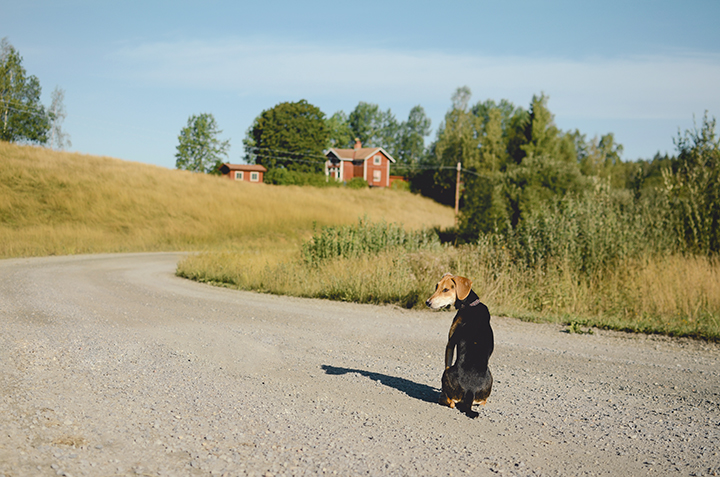 Creatieve hondenfotografie, hondenfotografie workshops in Zweden, www.DOGvision.be