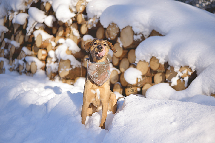 #TongueOutTuesday (08)| leven in Zweden, hondenfotografie, Dalarna | www.DOGvision.be