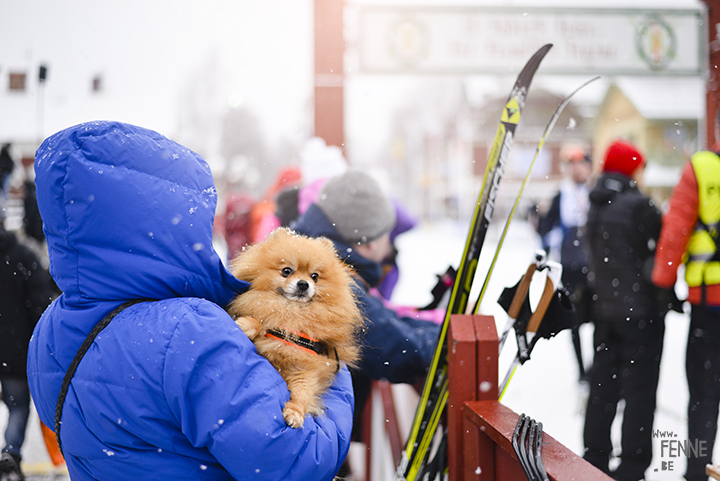 Winter in Zweden | hondenfotografie | www.DOGvision.be