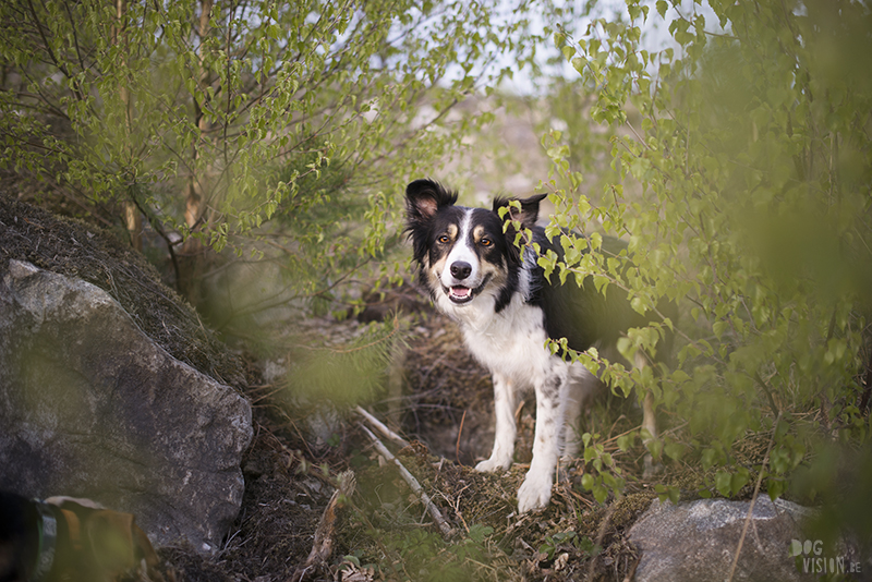 Hondenfotografie, hondenfotograaf, Fenne Kustermans, www.dogvision.be, fotografie Zweden, Dalarna, honden blog