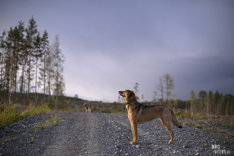 Hondenfotografie, hondenfotograaf, Fenne Kustermans, www.dogvision.be, fotografie Zweden, Dalarna, honden blog