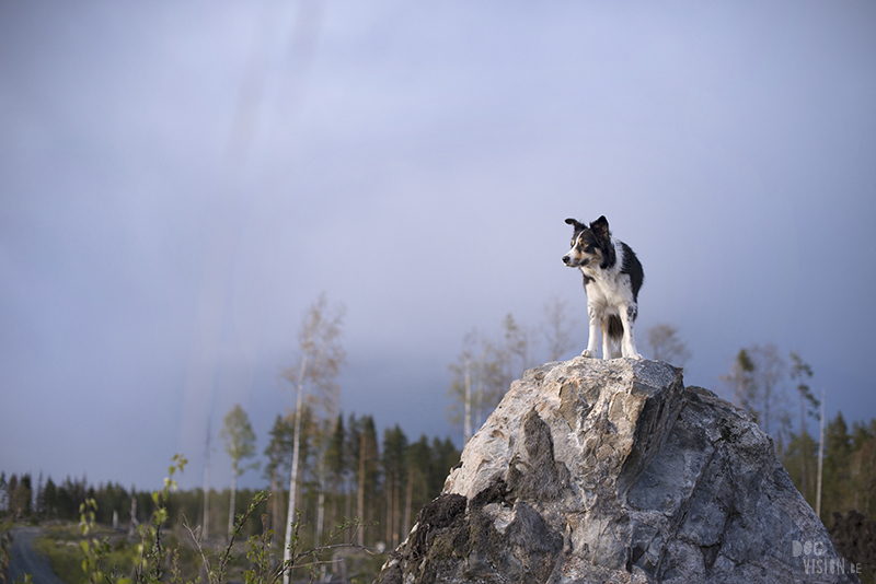 Hondenfotografie, hondenfotograaf, Fenne Kustermans, www.dogvision.be, fotografie Zweden, Dalarna, honden blog