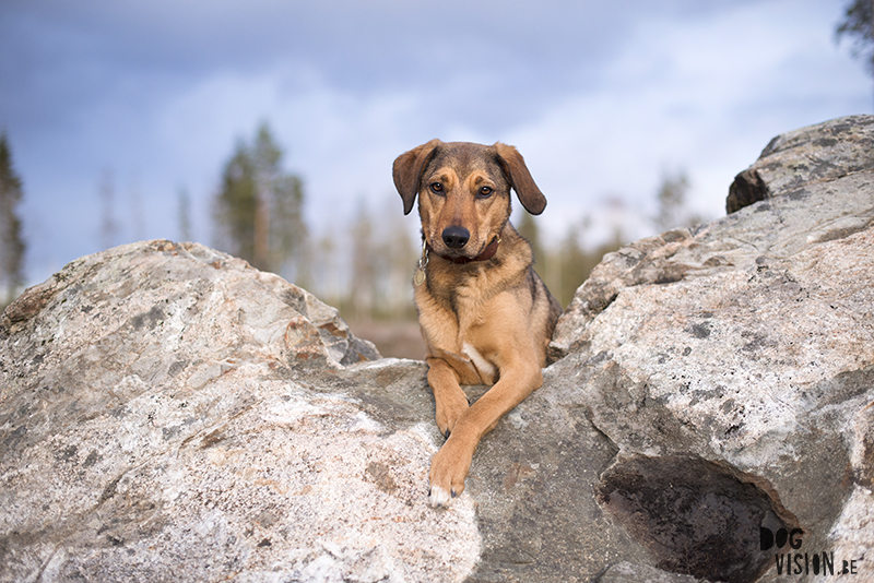 Hondenfotografie, hondenfotograaf, Fenne Kustermans, www.dogvision.be, fotografie Zweden, Dalarna, honden blog