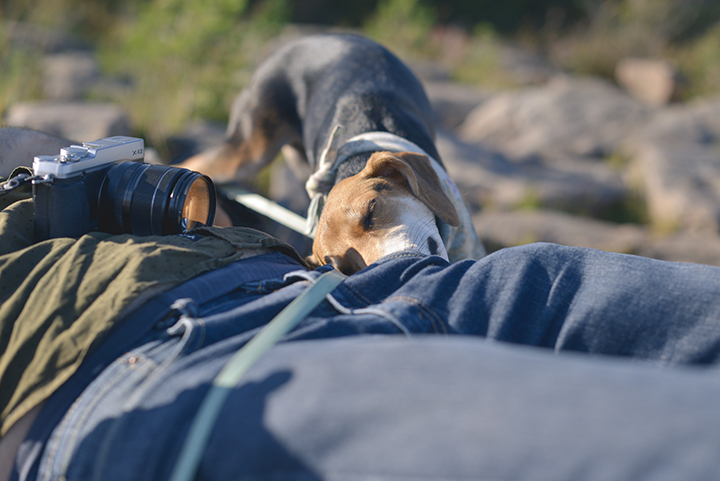 European dog photographer, dog photography Sweden, creative commercial dog photography, blog on www.dogvision.eu