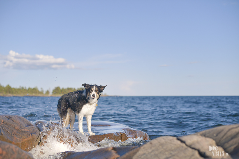 Honden in Zweden, Karlstad, hondenfotograaf Europa, Border Collie, www.dogvision.be