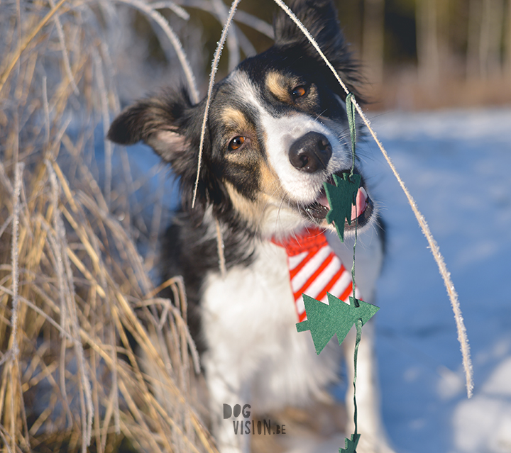 Happy Holidays | Christmas dog | dog photography | www.DOGvision.eu