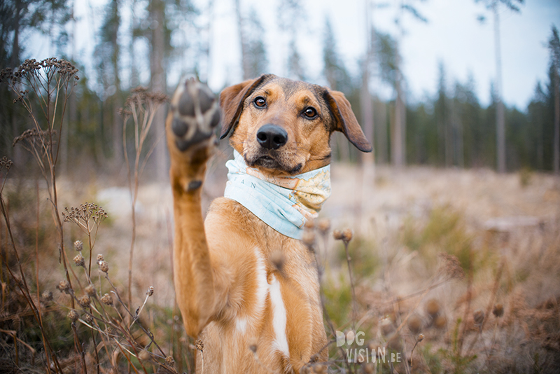 Dog and Easter bunny, happy Easter Border Collie Sweden, www.DOGvision.eu