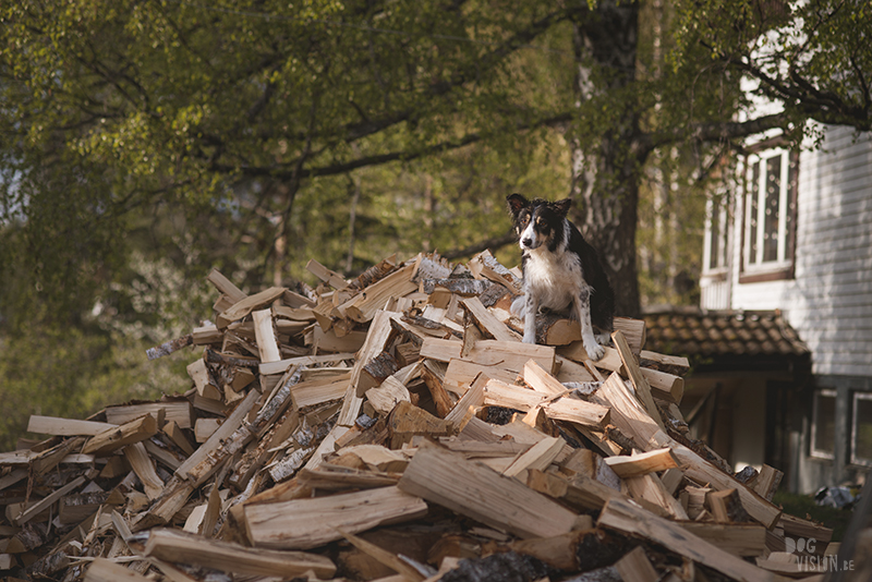 Hondenfotografie, hondenfotograaf, Fenne Kustermans, www.dogvision.be, fotografie Zweden, Dalarna, honden blog