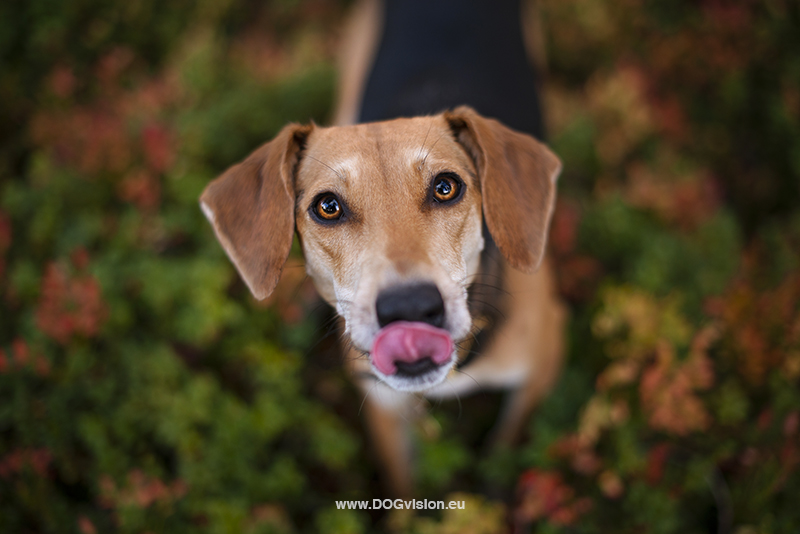 Fenne Kustermans hondenfotografie Zweden, www.DOGvision.be