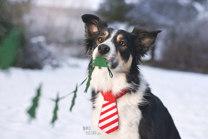 #TongueOutTuesday (50)| fotoproject | hondenfotografie | www.DOGvision.be