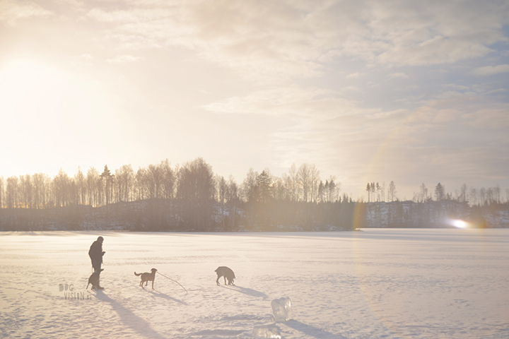 #TongueOutTuesday (02)| hondenfotografie Zweden | www.DOGvision.be